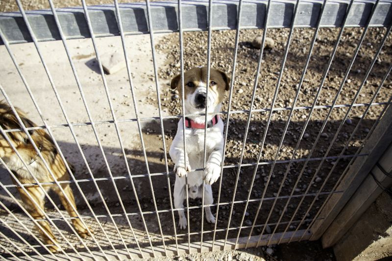 Electric Dog Fence Installation